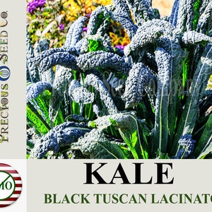 Heirloom Kale Seeds - Black Tuscan Lacinato (Organic)