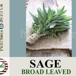 Heirloom Sage Seeds - Broad Leaved (Non-GMO)