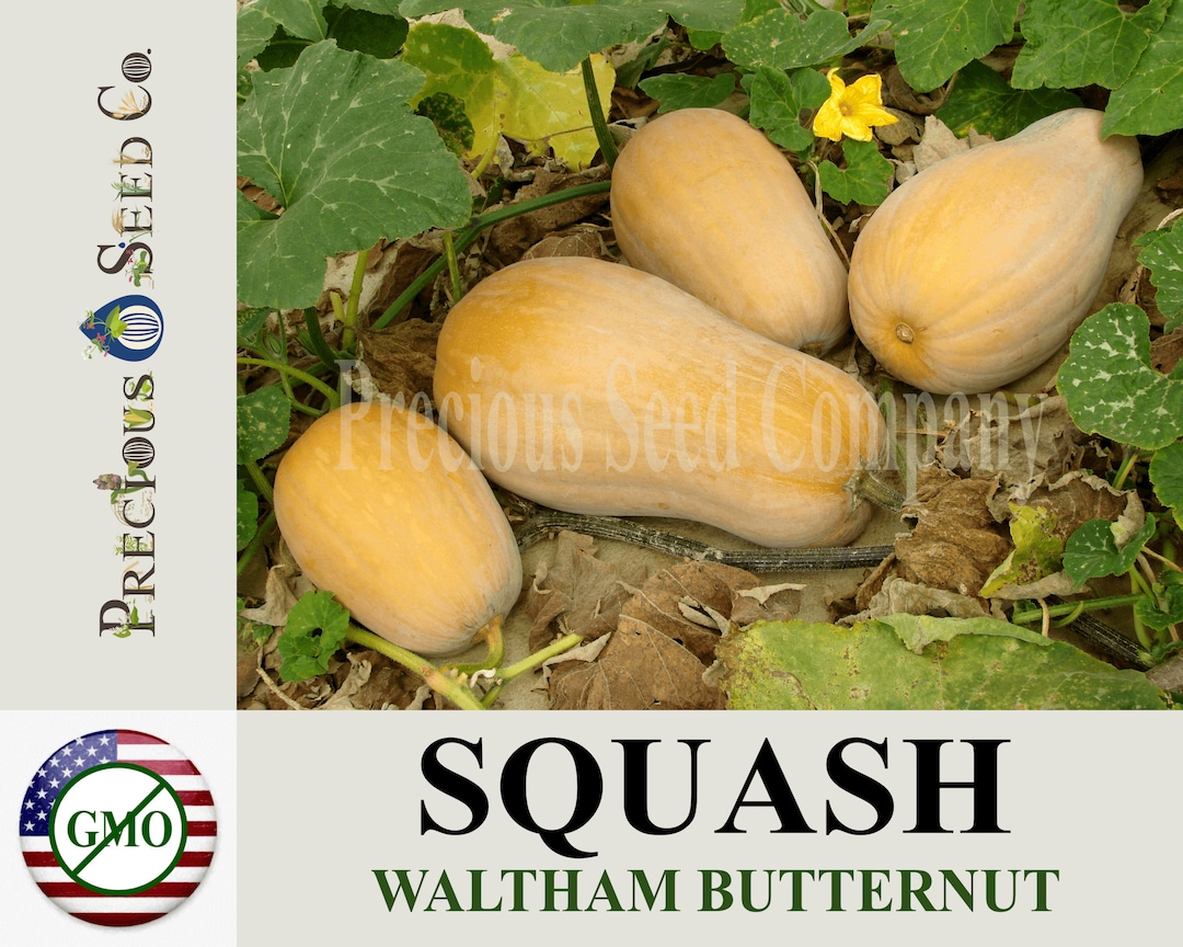 Heirloom Squash Seeds Waltham Butternut Etsy