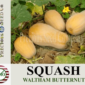 Heirloom Squash Seeds - Waltham Butternut