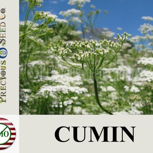 Heirloom Cumin Seeds - Common (Non-GMO)