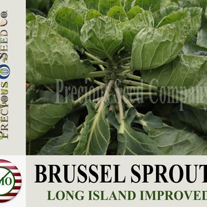 Heirloom Brussel Sprouts Seeds - Long Island Improved (Non-GMO)