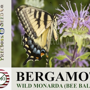 Heirloom Wild Bergamot Seeds - Monarda, or Bee Balm (Non-GMO)