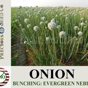 Heirloom Onion Seeds - Evergreen Nebuka (Bunching)