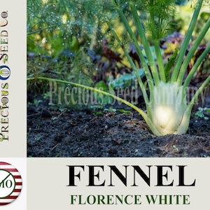 Heirloom Fennel Seeds - Florencce White (Non-GMO)