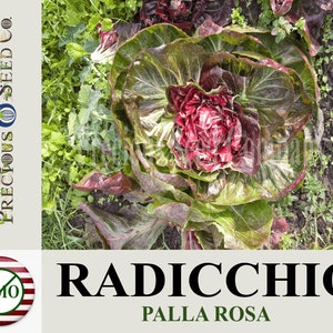 Heirloom Radicchio Seeds - Palla Rosa