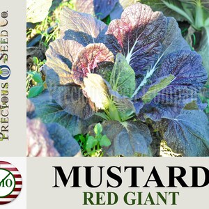 Heirloom Mustard Seeds - Red Giant (Non-GMO)