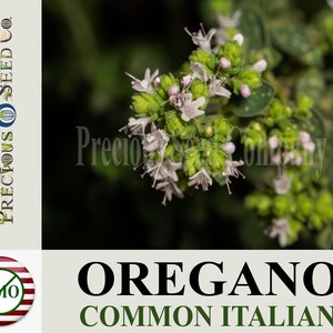 Heirloom Oregano Seeds - Common Italian (Non-GMO)