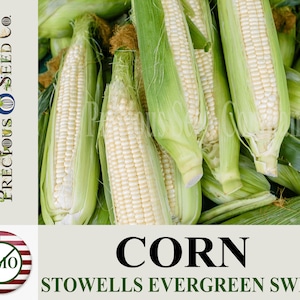 Heirloom Corn Seeds - Stowell&#39;s Evergreen Sweet (OP, Non-GMO)
