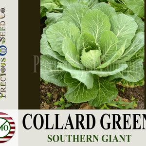 May include: A close-up of a large, green collard green plant with the text "COLLARD GREENS SOUTHERN GIANT" and a logo for Precious Seed Co.  A round sticker with a red, white, and blue American flag and the text "GMO" with a diagonal line through it is in the lower left corner.