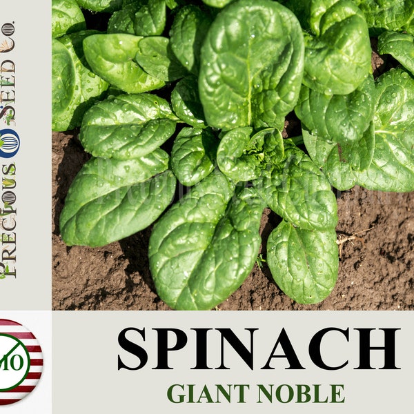 Heirloom Spinach Seeds - Giant Noble