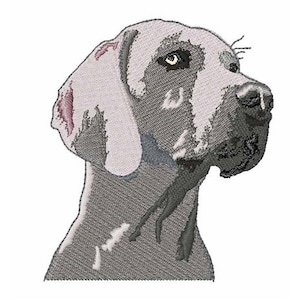 May include: A gray Weimaraner dog with a short, smooth coat. The dog is looking to the right of the image with its head tilted slightly. The dog's ears are floppy and its eyes are dark.