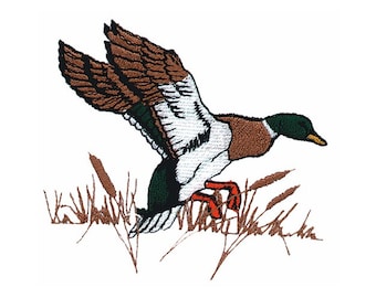 May include: A brown, green, and white mallard duck with its wings spread, taking flight from a patch of brown grass.