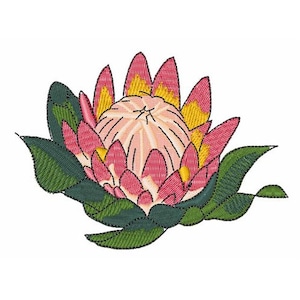 May include: A pink and yellow protea flower with green leaves. The flower is in bloom and has a large, round center.