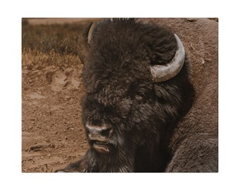 Yellowstone Bison Canvas Print: American Wildlife Fine Art