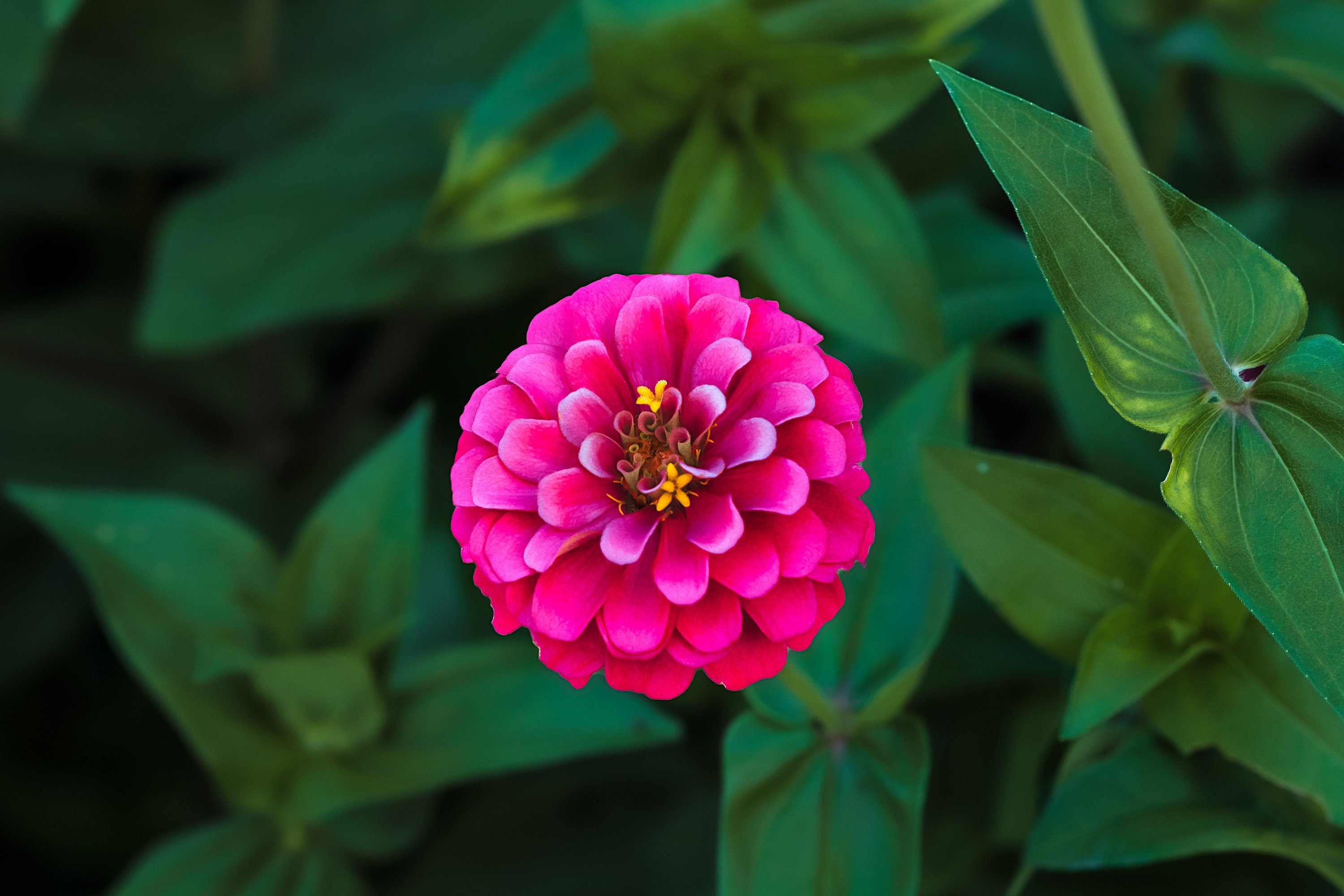 Flowers Art Set of 2 Flowers Wall Decor Flowers Art Print Etsy