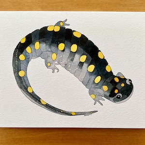 Spotted Salamander: Watercolor Blank Nature Cards | Pack of 5 Identical Notecards, Artist Cards, Native Wildlife, NC, Deerwood Studio