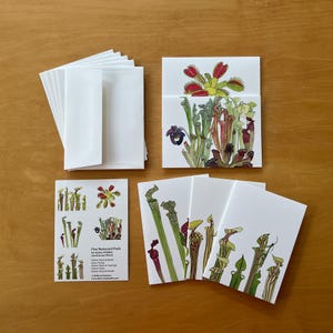 Puede incluir: Un juego de cinco tarjetas con ilustraciones en acuarela de plantas carnívoras, incluyendo atrapamoscas y plantas jarra. Las tarjetas van acompañadas de sobres blancos y una pequeña tarjeta con texto.