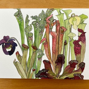 Pitcher Plants: Watercolor Blank Nature Cards | Pack of 5 Identical Notecards, Artist Cards, Native Wildlife, North Carolina