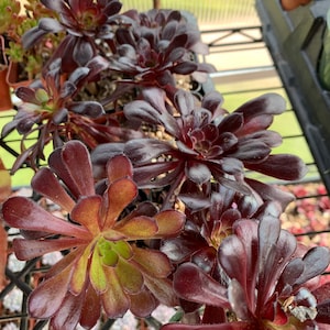 Aeonium Black Rose Succulent Plant - Etsy