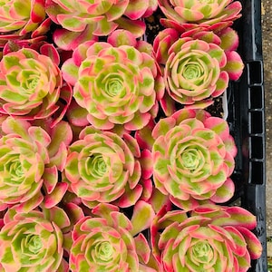 Rare Imported Aeonium pink witch single head