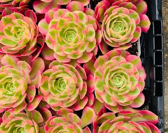 Rare Imported Aeonium pink witch single head