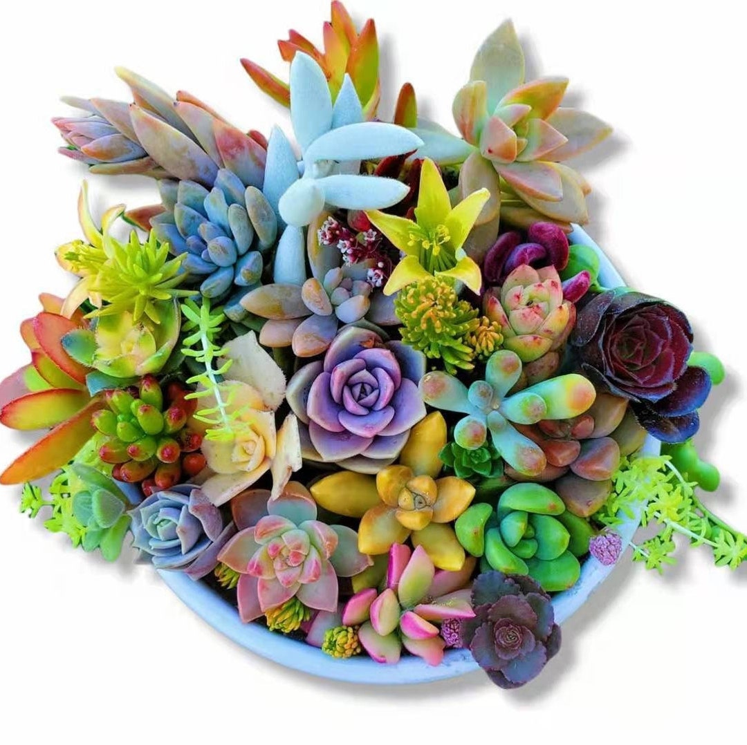 Succulent Plant Unrooted Cuttings Etsy