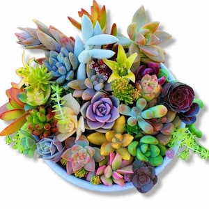 Succulent plant unrooted Cuttings