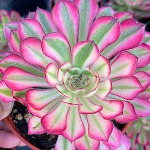 May include: A close-up of a succulent plant with green and pink leaves. The leaves are arranged in a rosette pattern and have a pointed tip. The plant is in a small brown pot.