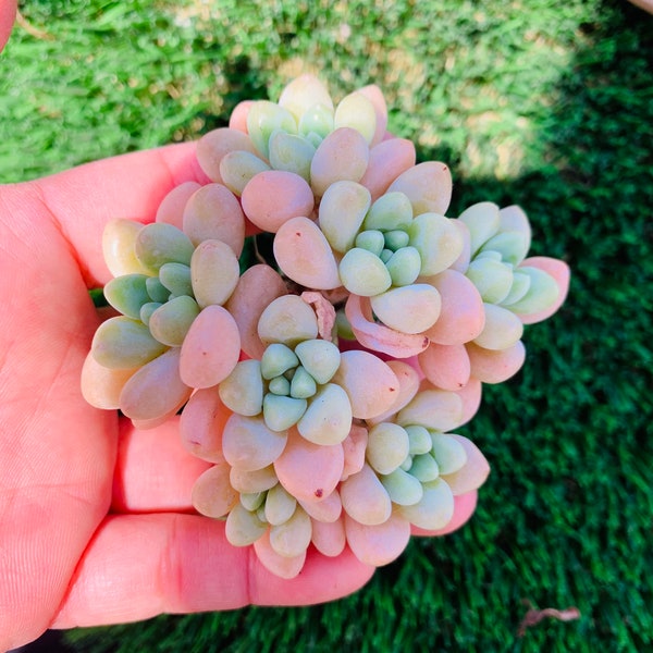 Imported Echeveria cheese cake cluster succulent plant