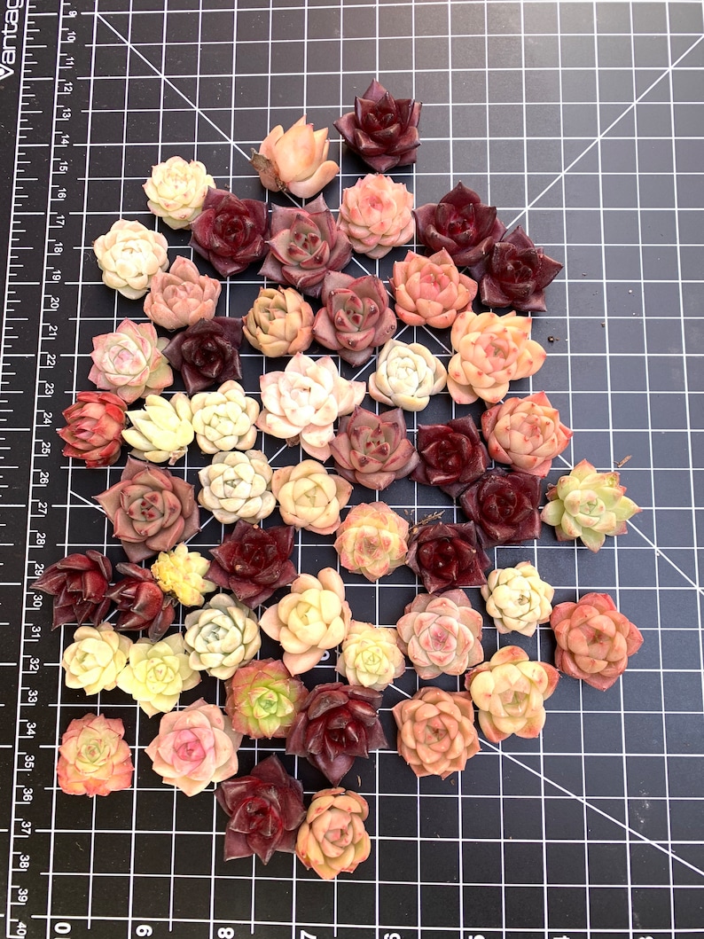 Rare succulents in quarantine