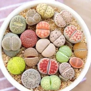 May include: A collection of colorful, patterned Lithops, also known as "living stones", in a white pot with sand. The stones are various shades of green, brown, pink, and red.
