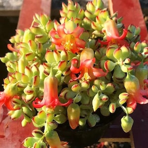 Cotyledon pendens succulent plants