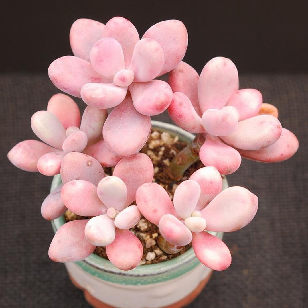 Pink Moonstone Succulent Plant Etsy