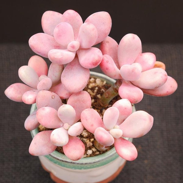 Pink moonstone succulent plant