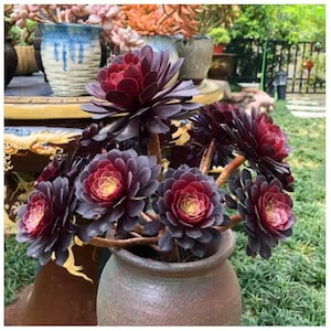 Aeonium black rose/kilimanjaro  succulent plant