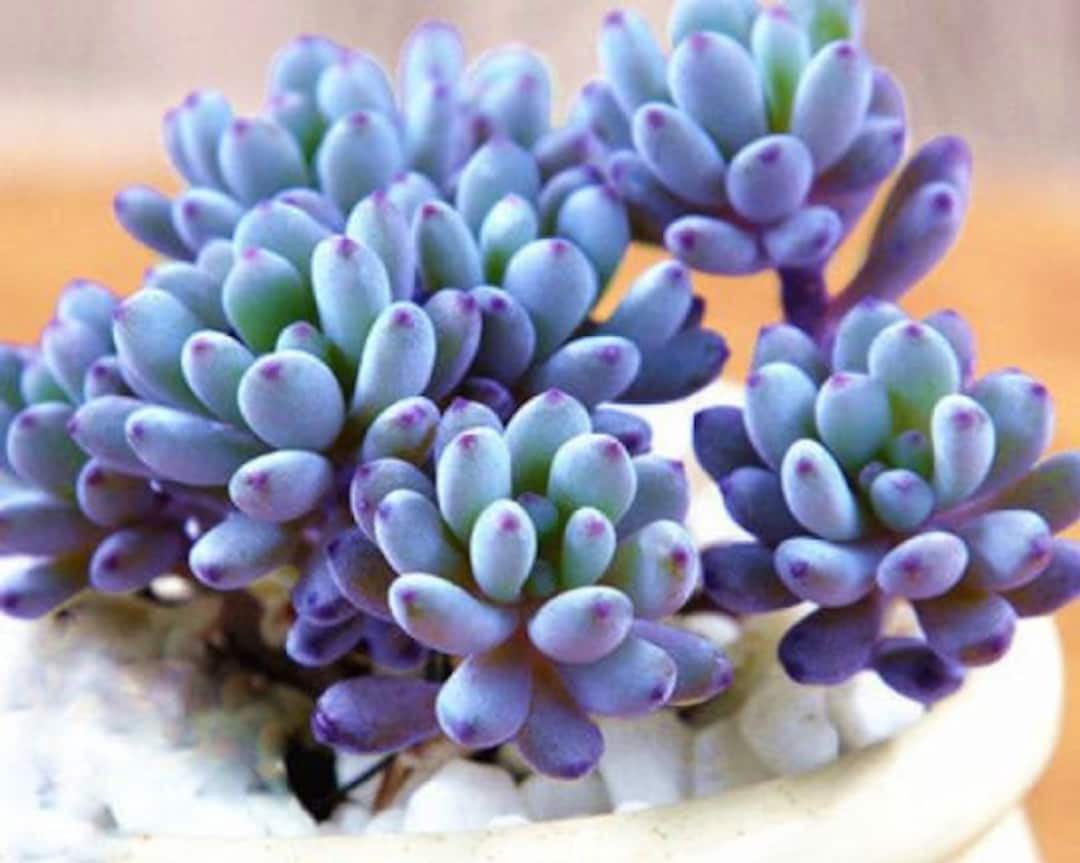 Graptopetalum Pachyphyllum Rose blue Bean Succulent Plants - Etsy