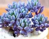 Graptopetalum pachyphyllum Rose (Blue bean) succulent plants