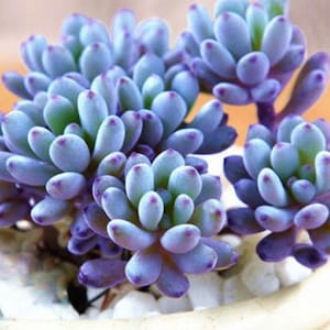 Graptopetalum pachyphyllum Rose (Blue bean) succulent plants