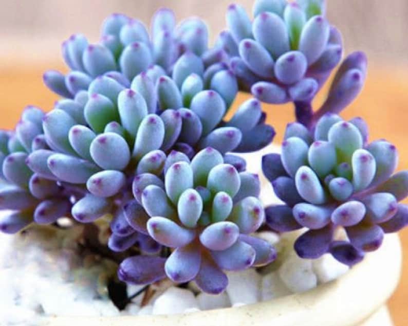 Stress colors
