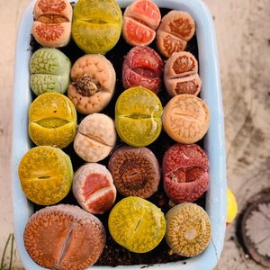 May include: A collection of colorful, patterned, and textured succulent plants in a light blue ceramic pot. The plants are arranged in a circular pattern and have a variety of shapes and sizes.