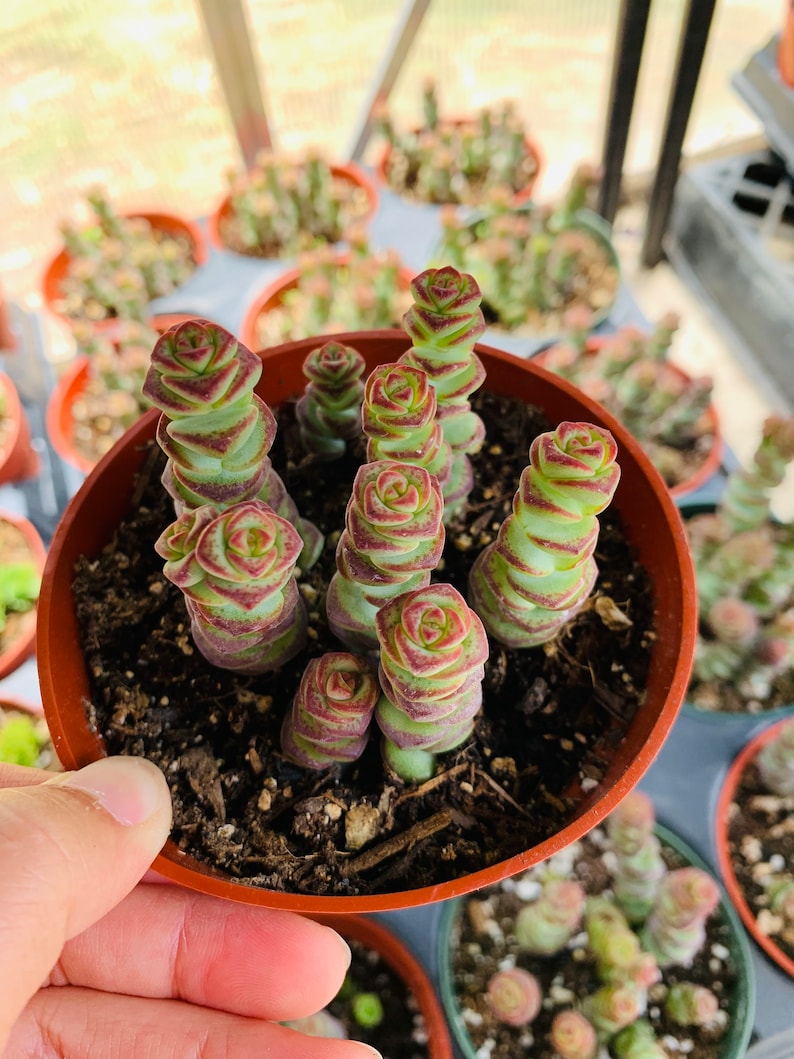 Baby Necklace Succulent Plants Etsy