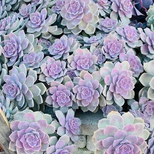 May include: A close-up view of a cluster of succulents. The plants feature a rosette shape with thick, fleshy leaves in shades of lavender, purple, and pale green. The arrangement creates a dense, textured pattern, showcasing the natural beauty of these drought-tolerant plants.