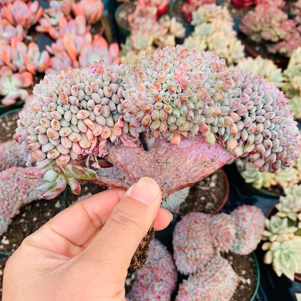 Imported Echeveria setosa crested succulent plant