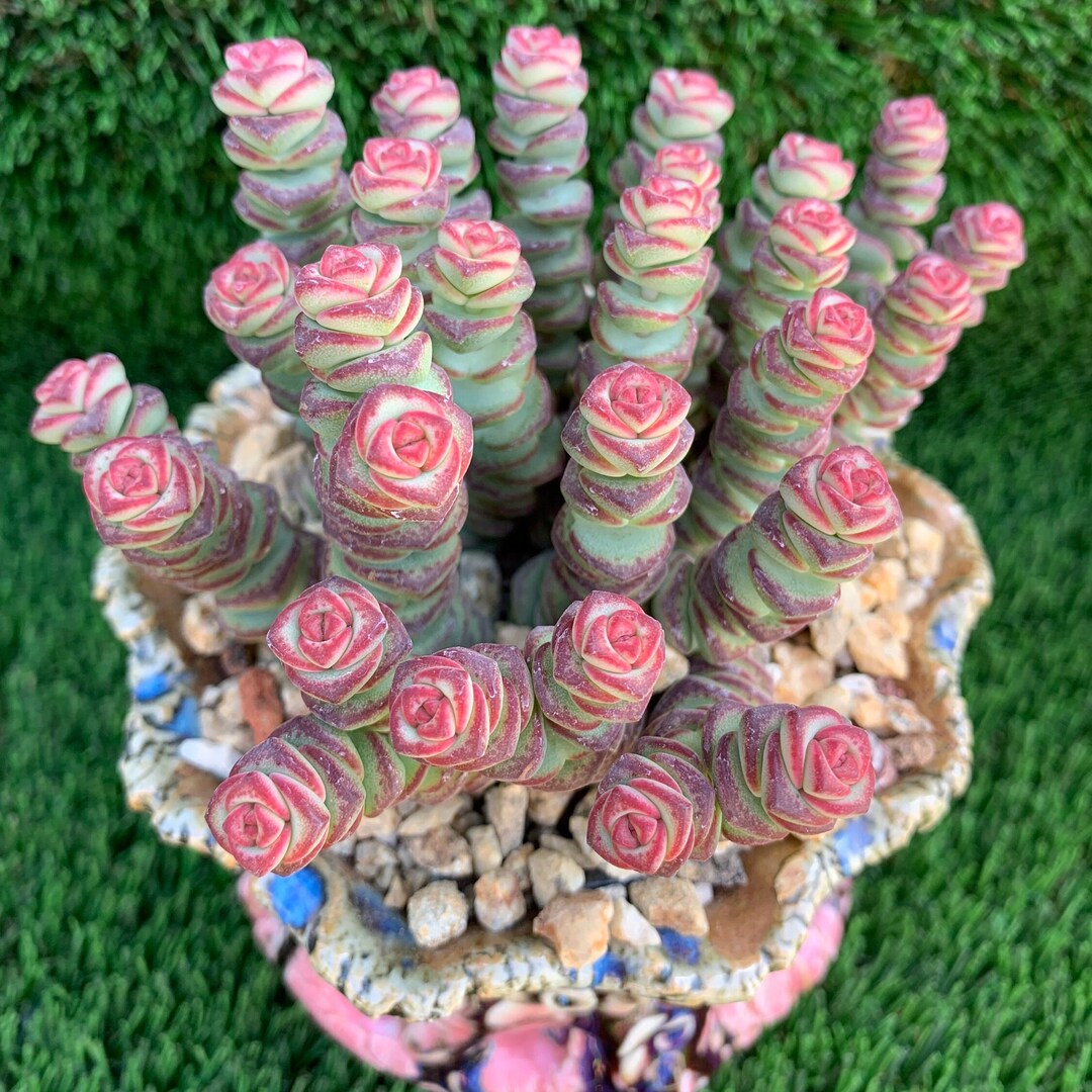 Baby Necklace Succulent Plants Etsy