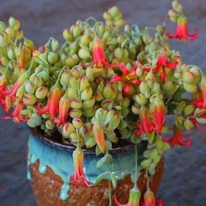 Cotyledon pendens succulent plants