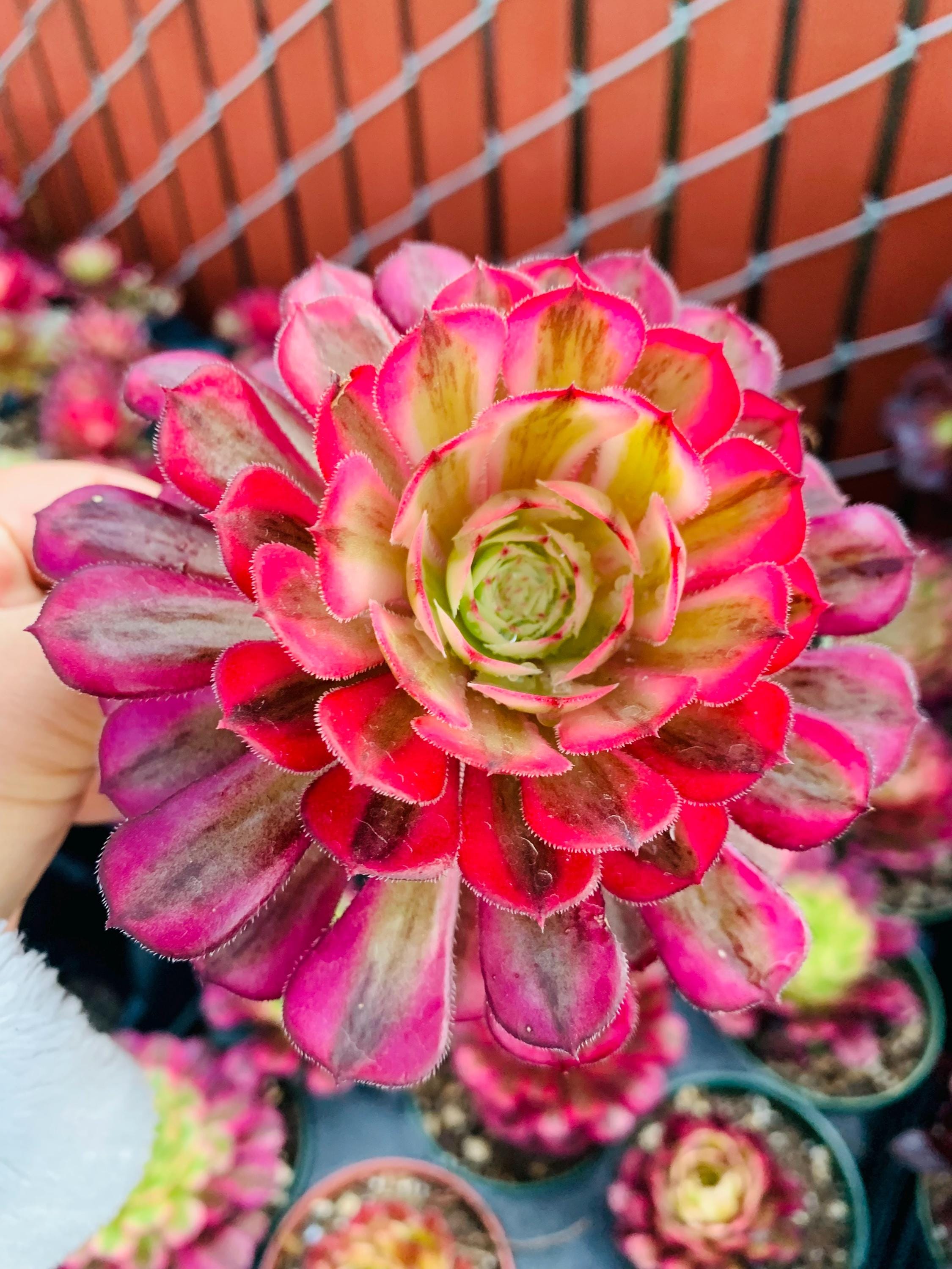 Variegated Aeonium Mei Ji Single Head Succulent Plant - Etsy