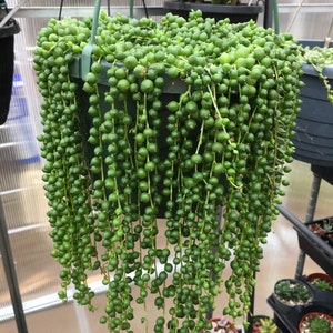 string of pearls succulent plants