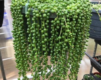string of pearls succulent plants