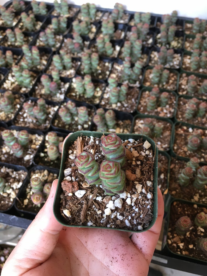 Baby Necklace Succulent Plants Etsy